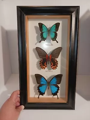 Mounted Framed Butterflies: Papilo Lorquinianus Rumanzovia Ulysses • $100