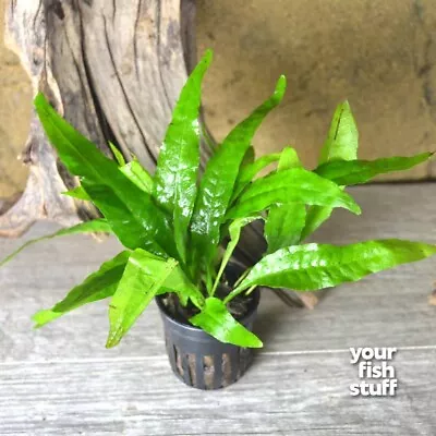 Java Fern Microsorum Pteropus Potted Live Aquarium Plant **Buy 1 Get 1 50% OFF** • $7.79