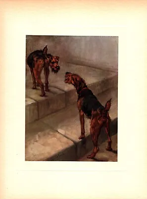 Antique Welsh Terrier Print C1910 Maud Earl Welsh Terrier Wall Art 5013f • $34.20