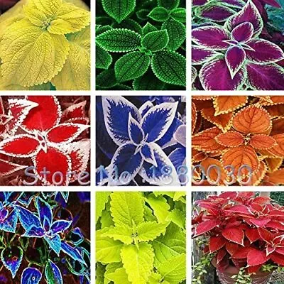 100 Mix Seeds Rare Rainbow Colour  Style Bonsai Pot Coleus Seed Home Garden UK • £3.99