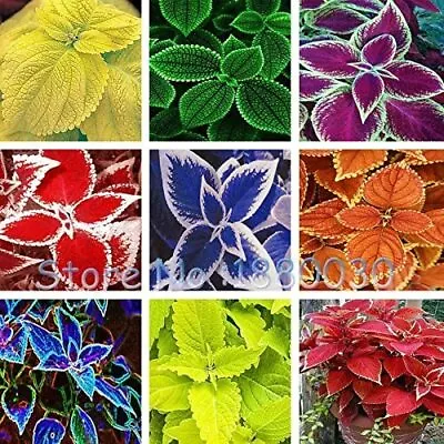 1000 Mix Seeds Rare 24 Style Russian Style Bonsai Pot Coleus Seed Home Garden UK • £7.99