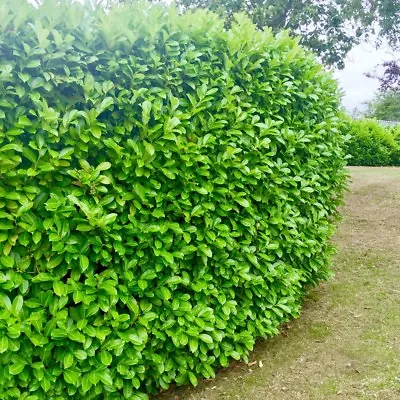 5 Cherry Laurel Hedging 25-40cm Tall Strong Evergreen Plants Supplied Potted • £15.95