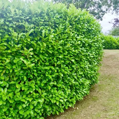 8 Cherry Laurel Hedging 25-40cm Tall Strong Evergreen Plants Supplied Potted  • £22.95
