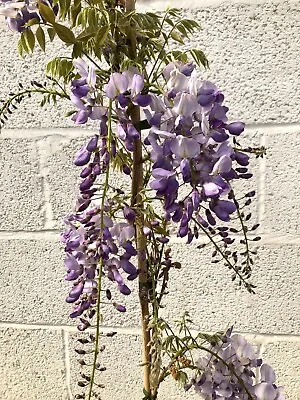 Wisteria Sinensis Plant 2L 80-90cm Flowering Climber Plant • £17.99