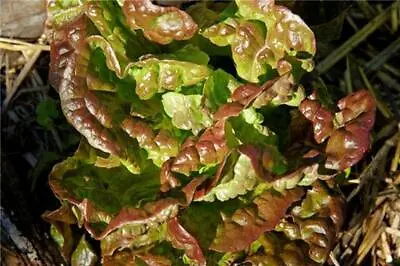 Bronze Mignonette Butterhead Lettuce Seeds NON-GMO Heirloom FREE SHIPPING • $1.69