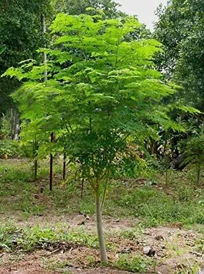 $9.29 • Buy 30 Seeds Of The Tree Of Life The Moringa Tree Easy To Grow Fast Growing Tree