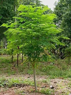 30 Seeds Of The Tree Of Life The Moringa Tree Easy To Grow Fast Growing Tree • $13.96