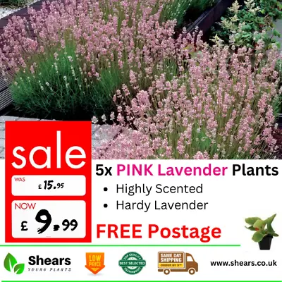 £9.99 • Buy 5x Hardy English PINK Lavender Munstead Plug Plants Perennial Herbs Shrubs