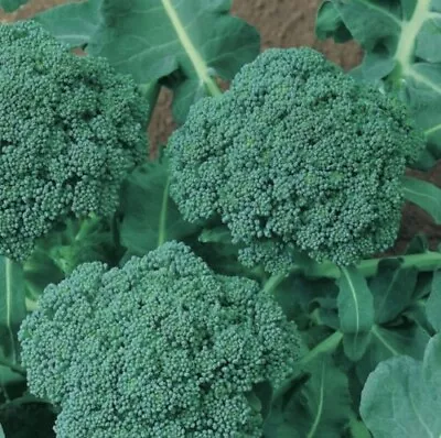 BROCCOLI Waltham 100 Seeds HEIRLOOM Vegetable Garden WINTER HARDY NON-GM Autumn • $3.56