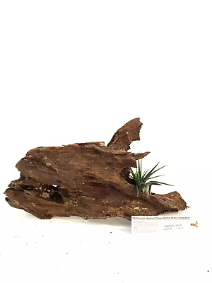 Malaysian Driftwood & Air Plant: A Perfect Fusion Of Nature's Beauty S (10~12 ) • $29.99