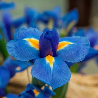 20 Heirloom Iris Seeds Fragrant Flower Plant (much Less Money Than Bulbs) • $4.36