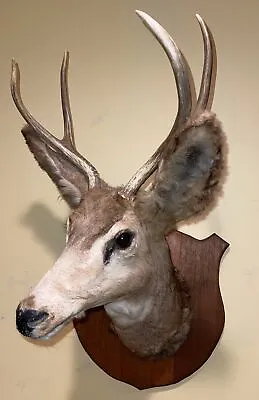 Mule Deer Head Mount Taxidermy Antler Cape Buck  Log Cabin Decor Hunt Horn • $119.99