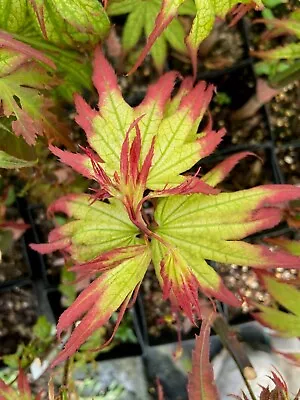 Japanese Maple Phantom Flame • $28.99