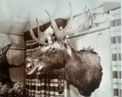 1940s Moose Head On Wall In Canadian Hunting Lodge Vintage Photo • $8.49