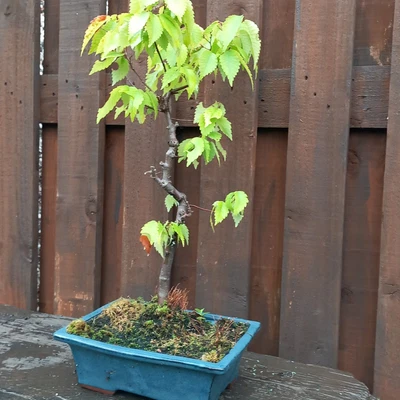 £10 • Buy Hazel Bonsai