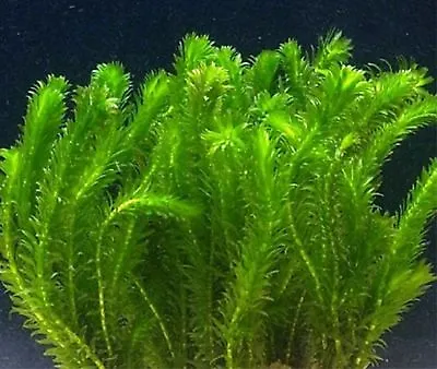 1- 500 Bunches / Oxygenating Pond Water Plants/ Weed - Egeria Densa Pond • £6.20