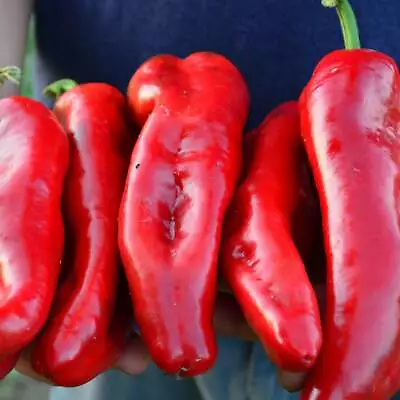 Marconi Red Sweet Pepper - 25 Seeds • $4.18