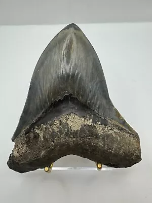 5.762  DEAL OF THE WEEK Megalodon - NO RESERVE!!!   $387 (List $1290) • $387