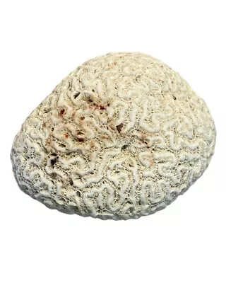 Brain Coral Specimen Nautical Sea Creature Ocean Beach • $99