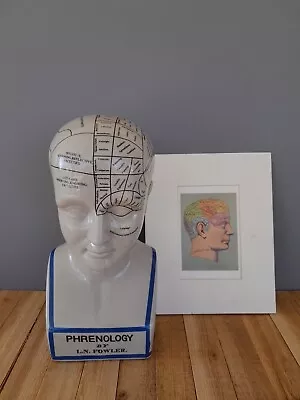 Vintage 12  Porcelain Phrenology Head Bust  By L. N. Fowler  Authentic Model • $38.99