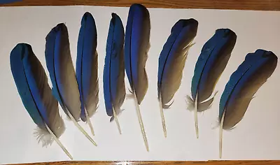 8 Blue And Gold Mccaw Parrot Feathers 6  - 11  • $15