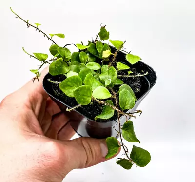 Microgramma Tecta (2.5  Pot) Miniature Epiphytic Fern /Dart Frog Terrarium Plant • $24.95