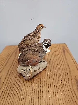 J132 Pr Blue Breasted Button Quail Table Mount Taxidermy • $225