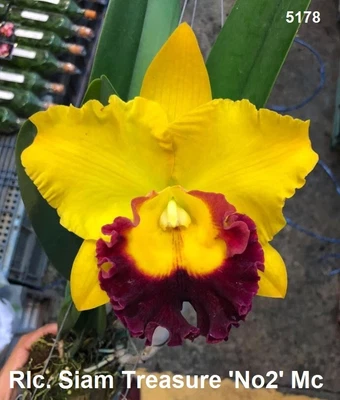 $25 • Buy Orchid Plant 0343. Cattleya Siam Treasure #2 Nice  Plant In 100mm Pot