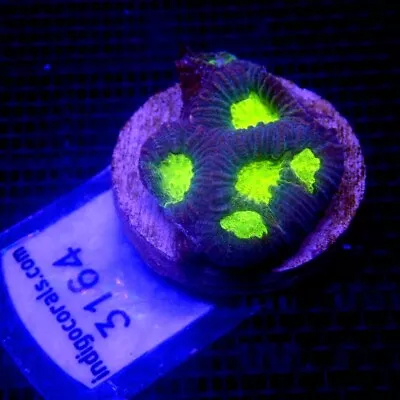 Neon Green Eye Favia Coral Frag WYSIWYG IC 3164 - Indigo Corals • $15
