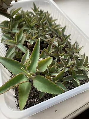 Mexican Hat Plant Also Known As Mother Of Thousands Kalanchoe X 3 Young Plant • £10