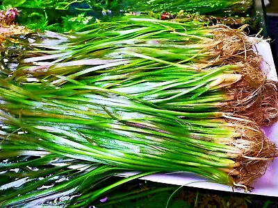 5 Straight Tiger Vallis Vallisneria Spiralis Live Aquarium Aquatic Plants • £499