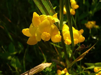 Lotus Corniculatus - 500 Seeds - Birds Foot Trefoil • £1.25