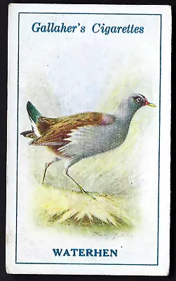 Gallaher - British Birds By George Rankin - #92 Waterhen • £1.20