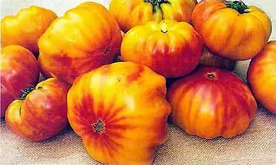 Tomato Virginia Sweets     20 Seeds • $8.46