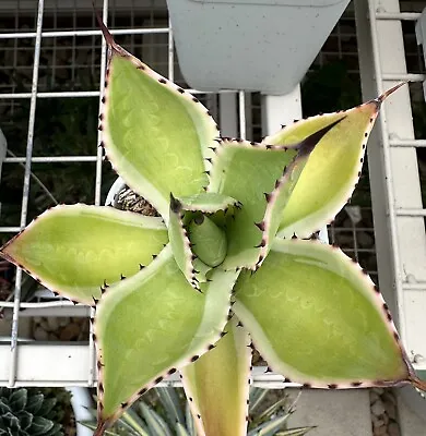 Agave Celcii Multi Variegated In 10cm Pot  Well Established Plant • $15