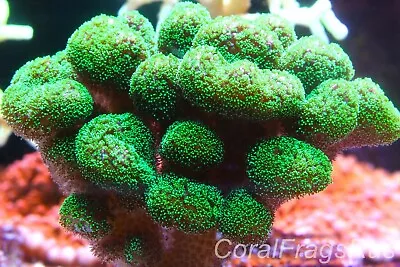 Marine Coralstylophora SpBright Green Polyp With Pinkish Body StyloLarge Frag • £12.99