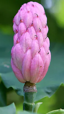 Magnolia Tripetala Umbrella Tree! Blossom Giant Leafs!Tropical Hardy Tree!Seeds • £2.94