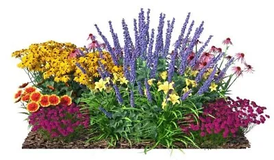 Perennial Garden Plants Design Hardy Perennial Cottage Flowers Mix Design • £9.99