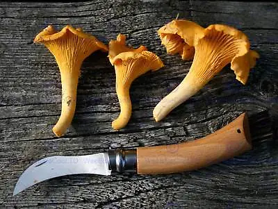 Photograph Composition Food Knife Chanterelle Mushroom Fungus Art Print Mp5672b • £11.99