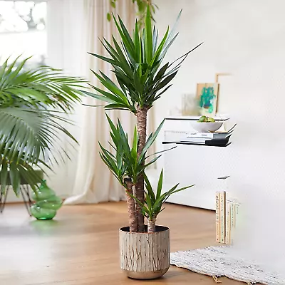 Yucca Elephantipes Large Indoor House Plant Real Evergreen Tall Plants (70-80Cm) • £47.99