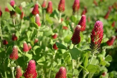 Green Manure Crimson Clover  40 Gram Approx 16500 Seeds • £2.29