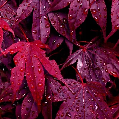  BLOODGOOD  Red Japanese Maple Tree Seeds (Palmatum Atropurpureum) Hardy Bonsai • $6.95