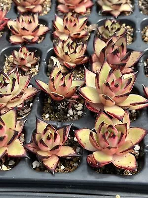 Echeveria Agavoides Ebony(USA) X Echeveria Agavoides Armstrong Succulent • $15