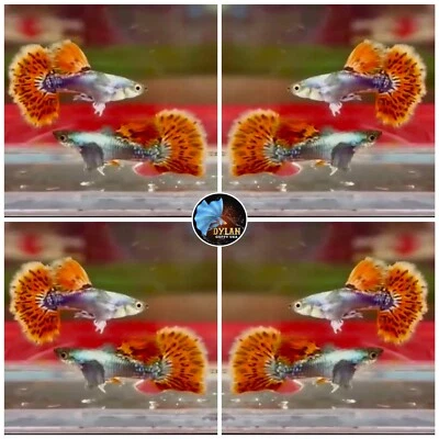 $24.95 • Buy 1 Pair - Dumbo Mosaic - Live Guppy Fish High Quality - Grade A