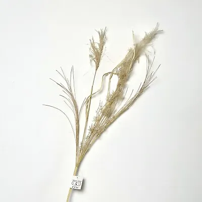 Brand New Abigail Ahern Miscanthus Grass | Faux Flowers | Dried Grasses • £9.95