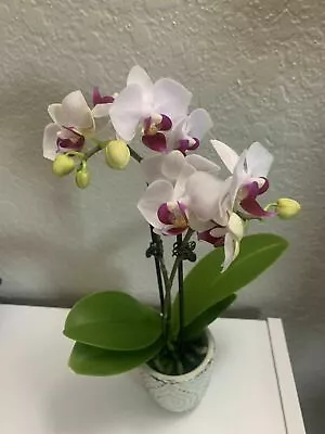 Miniature Phalaenopsis Pink Rainbow Royal Purp Live Orchid Plant Hoya Epiphyllum • $25