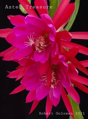 Epiphyllum Seeds ('Aztec Treasure' X 'Kiwi Calypso Queen') Orchid Cactus Seeds • $8