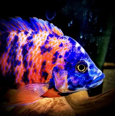 Aulonocara Sp Neon Red Calico Peacock Cichlid Lake Malawi Cichlid 3-5 Cm • £14.99