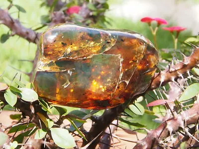 Fully Polished Mexican Amber 140.6 G • $280