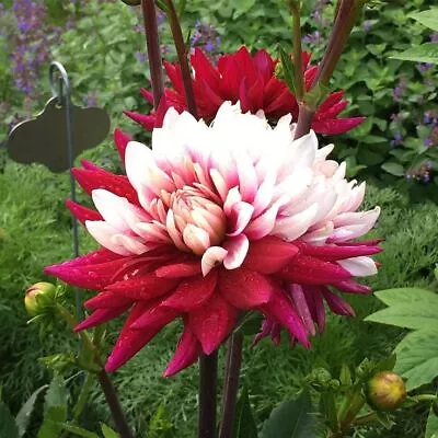 Dahlia Cactus 'Rebecca's World' | Decorative Dahlia • $10